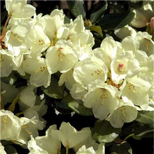 Rhododendron Yakusimanum 'Flava'